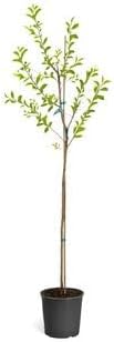 Brighter Blooms Contender Peach Tree, 5-6 ft.