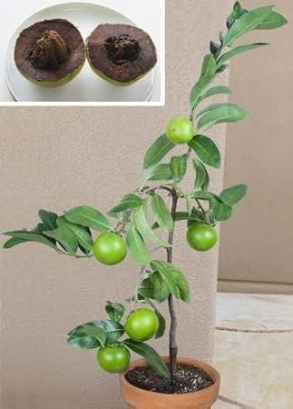 Black Sapote Fruit Tree 1 Gallon Potted AKA Chocolate Pudding Fruit, Black soapapple and (in Spanish) zapote prieto (Black Sapote, 1 CaL Gal)