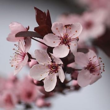 Brighter Blooms Thundercloud Plum Tree, 5-6 ft.