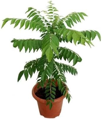 40pcs Green Curry Leaf Plant Seeds