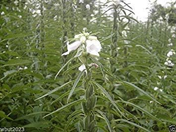 SESAME SEED,Quail,Dove Fields,Exotic Bird Feed,Duck Plots,Food Plots,Game Bird !(10 pounds)