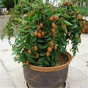 5 pcs/lot Taiwan Big Jujube Outdoor Sweet Fruit Succulent Plant Tree Bonsai Pot Plant SeedsDIY Home Garden Easy to Grow : 6