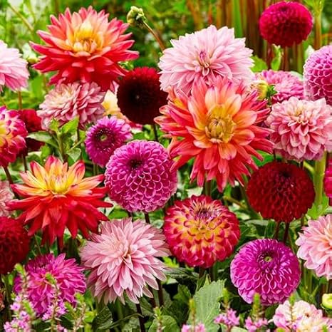 Dahlien Knollen - 10 Zwiebeln - Super Kollektion Riesen Blumenzwiebeln Echte Pflanzen aus Holland Für Garten Töpfe und Balkon (kein Samen nicht künstlich nicht winterhart)