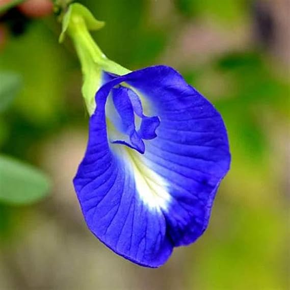 50++ Butterfly Pea Flower Seeds - HOA Dau Biec - Blue Butterfly Pea Vine (Clitoria Ternatea) Asian Pigeonwings -Tropical Vine Plant - Edible Flower Seeds HOA au biec DIASPORA ASIAN SEEDS