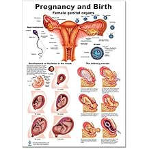 Blue Tree Publishing Pregnancy and Birth Poster 12 x 17