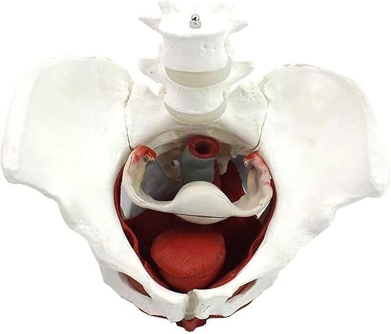 Female Pelvic Belt Pelvic Floor Muscle Model Structure Female Anatomical Model Pelvic Gynecology Training Doctor