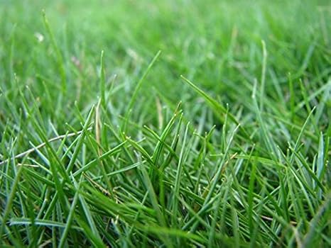 HULLED Coated Bermuda Grass 5 LB