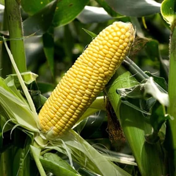 Unwins Sweet Corn Seeds - Strong Star F1