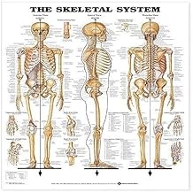 The Skeletal System Anatomical Chart