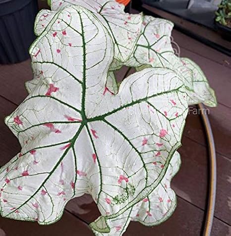 Caladium Bulbs - Cranberry Star (3 Bulbs) - Easy to Grow Indoor Houseplant & Outdoor Perennial Plant Bulbs for Planting
