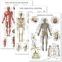 Palace Learning 3 Pack - Muscle + Skeleton + Nervous System Anatomy Poster Set - Muscular and Skeletal System Anatomical Charts - Laminated 18" x 24"