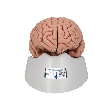 3B Scientific C18 Classic Brain 5 part - 3B Smart Anatomy