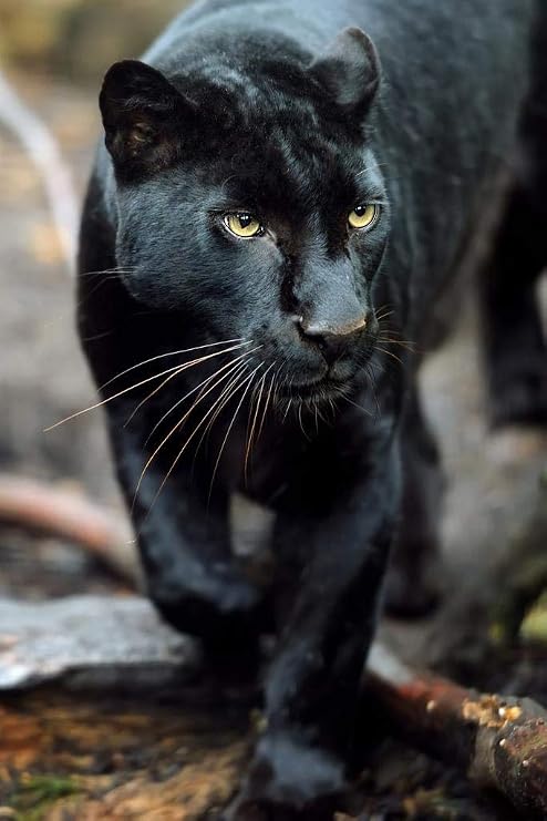 Laminated Black Leopard Wild Cat Animal Puma Jaguar Big Cat Walking Stalking Jungle Face Portrait Photo Photograph Poster Dry Erase Wall Art 12x18