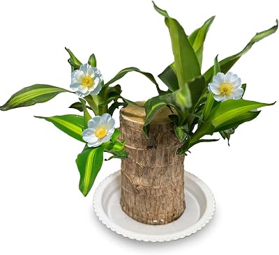 Lucky Brazilian Wood Factory, Bamboo Wood, Suitable for Indoor, Bedroom, Office-Desktop Decoration. 1 Tree