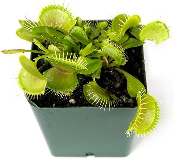 Sprig & Stone Carnivorous Plant Dionaea muscipula (Venus Fly Trap)
