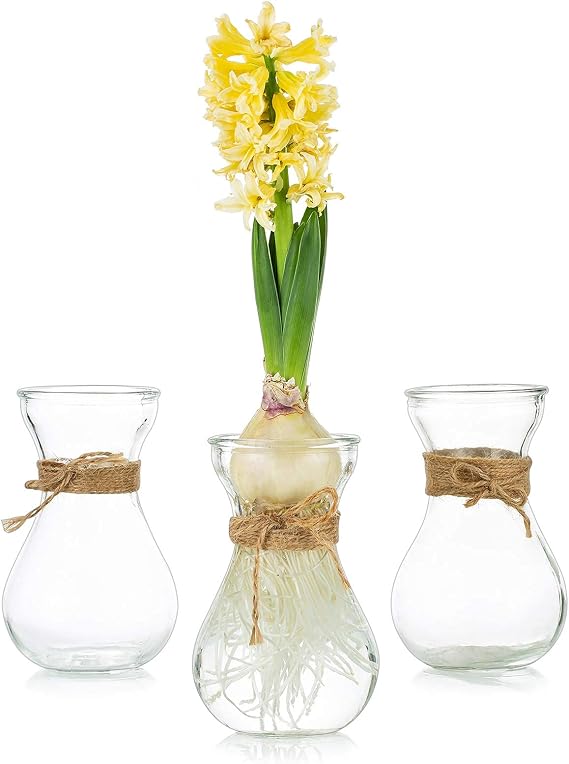 Glasseam Clear Glass Vase for Flowers, Set of 3 Bulb Vase for Forcing Hyacinth Bulbs, Decorative Small Bud Flower Vases for Home Decor Living Room Wedding Table Centerpieces Decorations