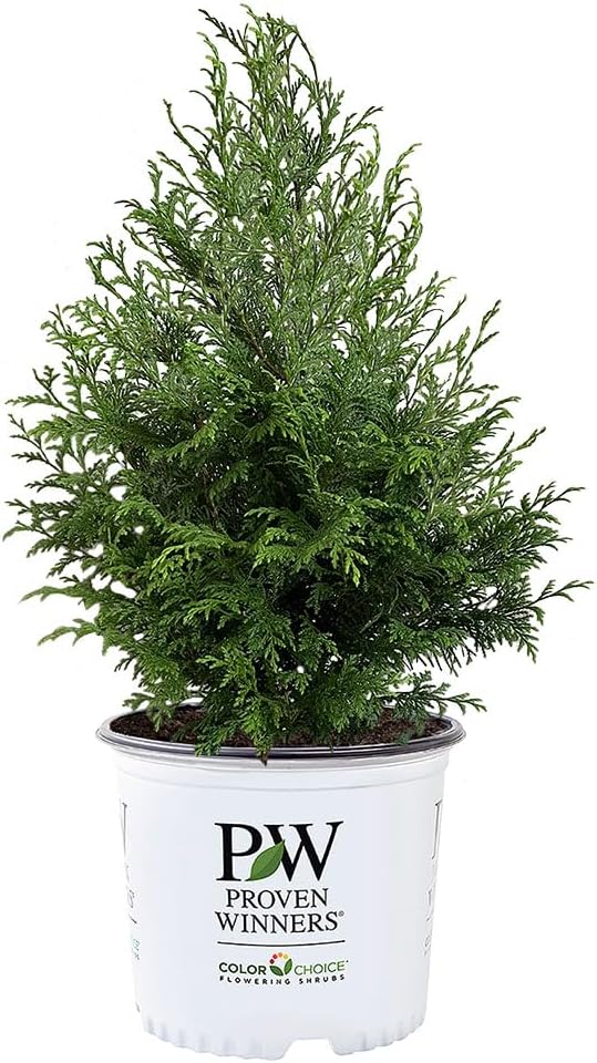 2g Proven Winners Cedar Rapids Cypress Shrub