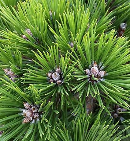 Japanese Red Pine Low Glow 25-30 cm Pinus Densiflora