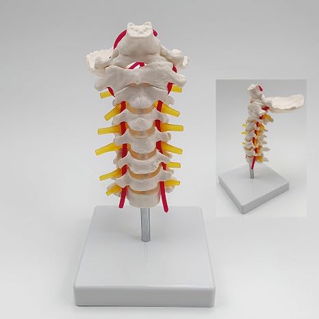 Cervical Vertebra Arteria Spine Spinal Nerves Anatomical Model