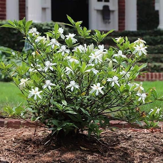 Brighter Blooms - Dwarf Radicans Gardenia Shrub, 3 Gallon - No Shipping to AK, AZ, HI