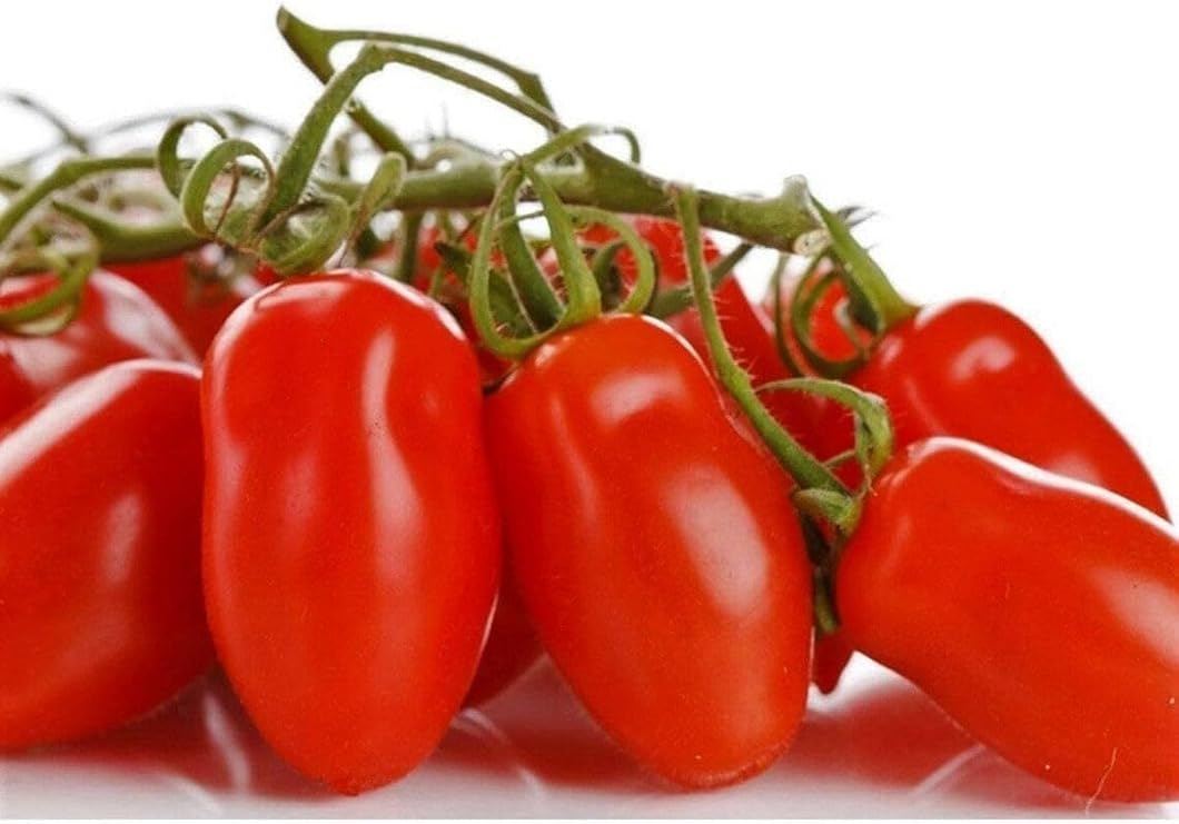 My Seed World 20 Patio San Marzano Tomato Seeds