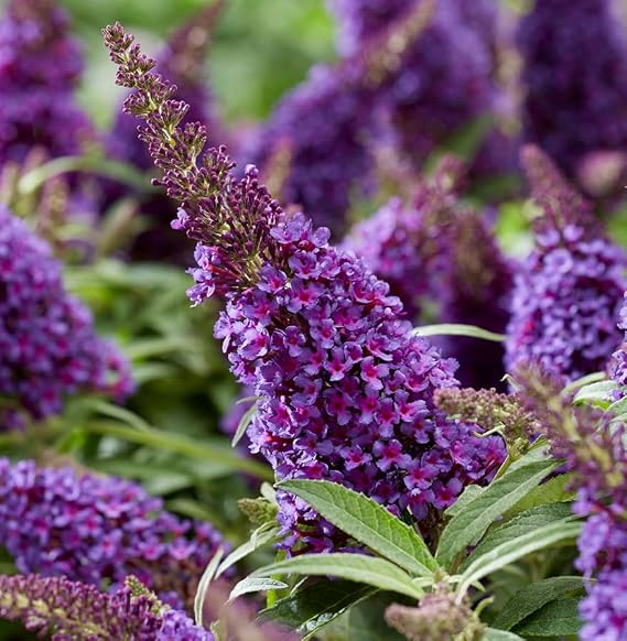 Dark Purple Buddleia Plant, Fragrant Butterfly Bush, 5-8 Inches