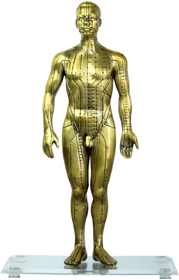 Acupuncture Model, 50cm Massage Acupuncture Point Model Human Acupuncture Model, Pure Copper Human Male Medicine Meridian for Points Chinese Medicine Health Massage