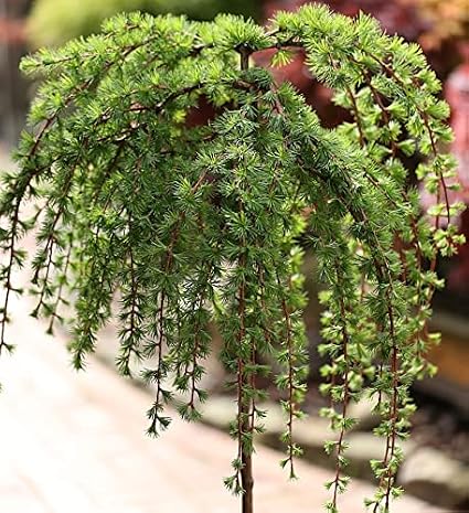 High Trunk Japanese Larch Stiff Weeper 100-125 cm - Larix Kaempferi - Living Garden Plant from Nurseries