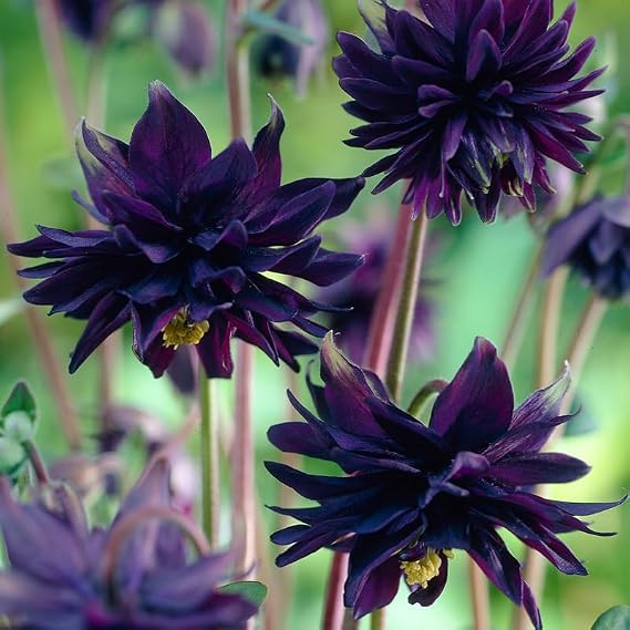 Black Barlow Columbine Flower Root - Attracts Butterflies and Hummingbirds - Deer Resistant - Good as Cut Flowers - Grows Well in Containers - Naturalizing - Perennializing - Live Garden