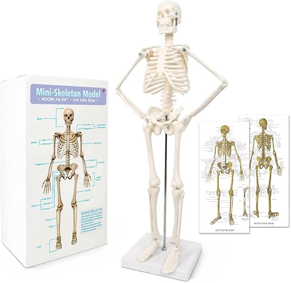 17.7 Human Skeleton Model for Anatomy,Movable Arms Legs Bones Structures