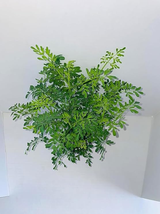 herb RUDA RUE Full Plant with rooth