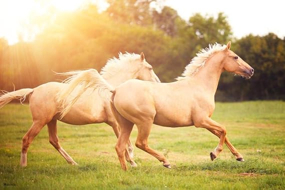 Laminated Brown Horses Sunset Girls Bedroom Decor Cute Animal Western Country Poster Dry Erase Wall Art 12x18