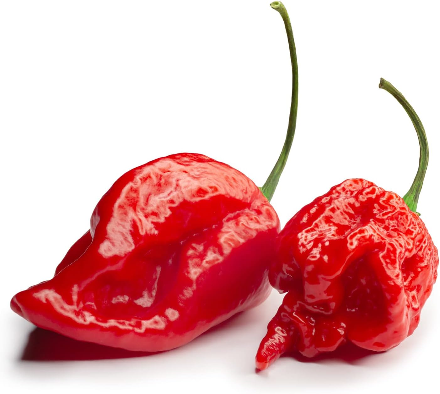 Viridis Hortus - 20 x Carolina Reaper Extremely Hot Chilli Pepper Fruit/Vegetable Seeds