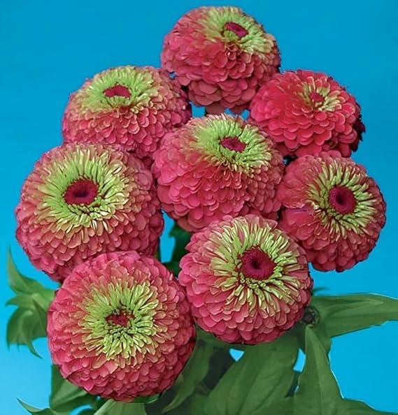 Zinnia Queen Red Lime Nice Garden Flower Seeds (25 Seeds)