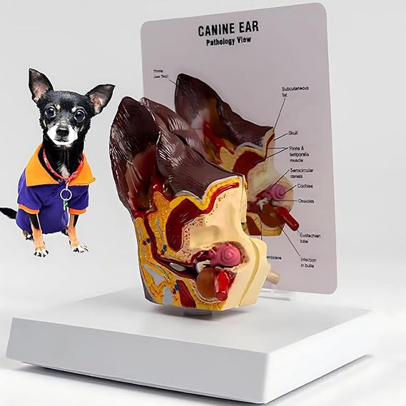 ICEMOB Canine Ear Model,Dog Ear Anatomical Model,2 Sided Animal Anatomy Replica with Pathologies,Office Educational Tool,16.5 * 13 * 16.5Cm