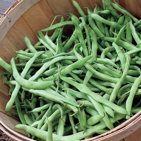 Park Seed Kentucky Blue Pole Bean Seeds 1/2 lb Bulk Pack, AAS Winner, High Yields on 58 Foot Vines, Disease Resistant, Ideal for Vertical and Companion Gardening, 58 Days to Maturity