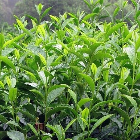 100pcs Green Camellia sinensis Plant Seeds