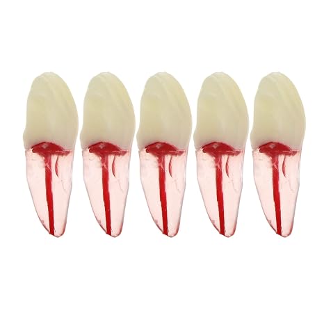 5Pcs Dental Root Canal Pulp Cavity Teeth Model Endodontic Practice RCT Typodont M8007 11# 14# 16# 21# 33# 34# 35# 36# 44# 45# Practicing Study Teach (5Pcs-M8007-21#)