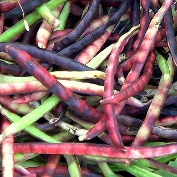 200 Pinkeye Purple Hull Cowpea Seeds for Planting - Cowpeas Southern Heirloom Seeds -Delicious & Nutritious Peas - Non-GMO Heirloom Seed in Home Farm