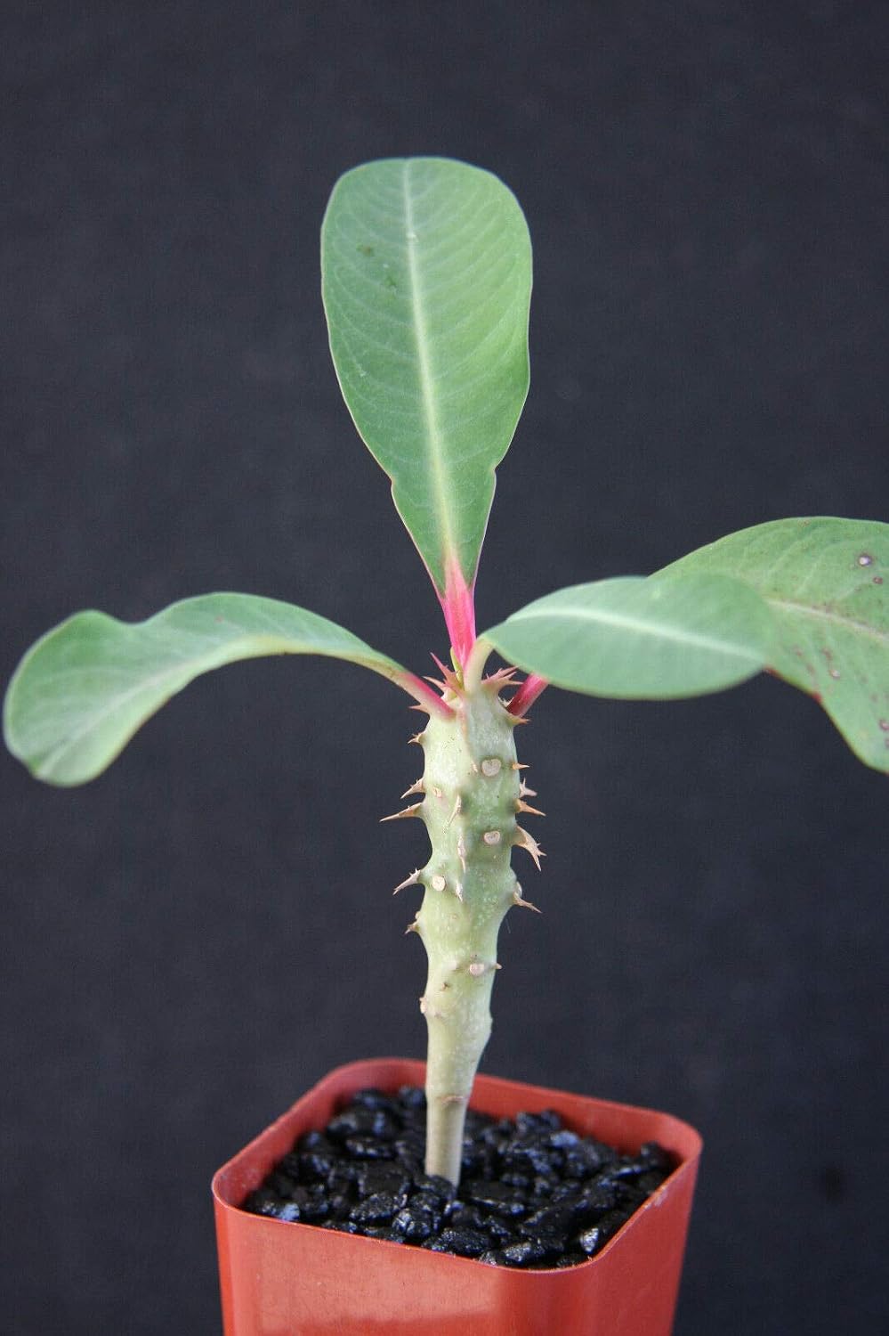 Euphorbia Viguieri Exotic Rare Succulent Cacti Madagascar Palm Plant Cactus jocad 2" Plant