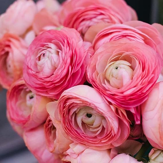 Pink Tecolote Ranunculus Flower Bulbs - 15 Bulbs per Pack - Grows Well in Containers - Good as Cut Flowers - Deer Resistant - Live Outdoor Garden