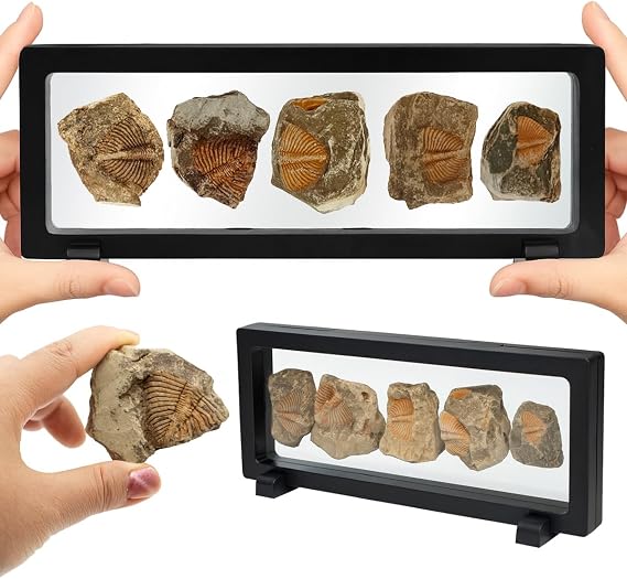 Trilobite Fossil Display Set 5PCS Authentic Prehistoric Fossils in Rock, Educational Science Specimens for Kids & Adults, Geological Collection, Unique Gift for Collectors and Classroom Use