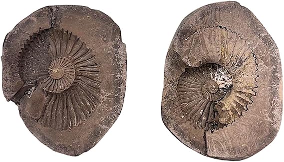 Very Rare Natural Lakshmi Narayan Shaligram Salagrama Stone Gandaki River Nepal