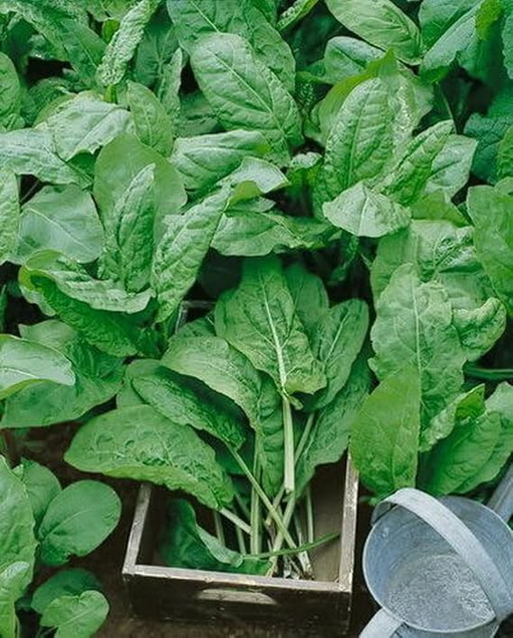 1000 Sorrel Large Leaf Seeds Rumex acetosa Organic Heirloom - Non-GMO - Fresh Seeds! -
