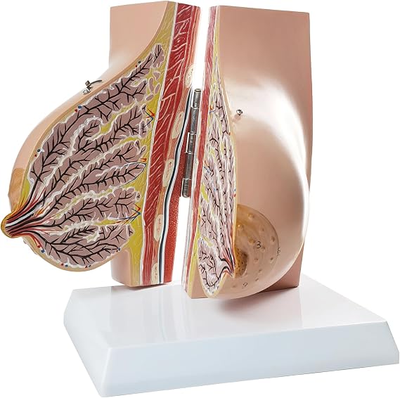 NEW HORIZON Female Breast Anatomy Model