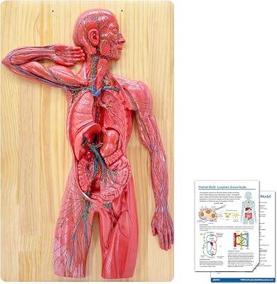 JNMFTD Human Lymphatic System Anatomy Model, 12 Life Size Blood Anatomy Model Immun System Veins Arteries Internal Organs with Wooden Base Product Manual Card for Study Teaching Medical Model Educational