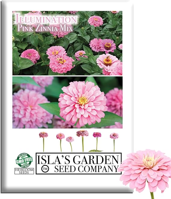 Illumination Pink Zinnia Seeds (Zinnia elegans) 50+ Heirloom Non-GMO Seeds by Islas Garden Seeds, Bright Pink Blooms, Tall Cut Flower, Summer-Long Color for Beds & Borders, Pollinator-Friendly
