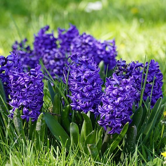Blue Tango Double Hyacinth Bulbs 12 Premium Double-Flowering Bulbs | Deep BluePurple Clusters with Intoxicating Fragrance | Spring Blooming Perennials Pollinator Friendly Zones 38