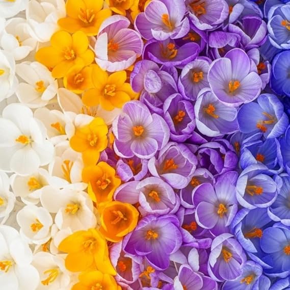 Mixed Crocus Bulbs for Planting - 5 Large Bulbs Vibrant Purple and Blue Perennial Flowers Spring Garden Bulb Mix - Versitle Planting