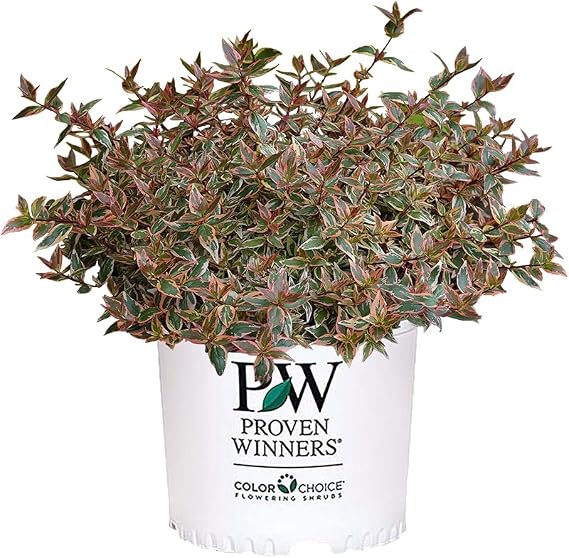 2 Gallon Proven Winners Tres Amigos Abelia Shrub